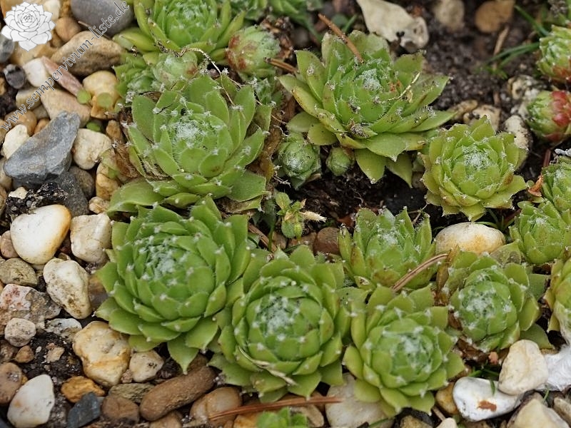 Green Smits