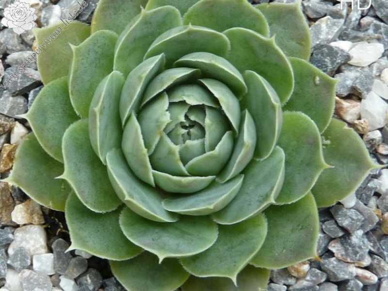 Green Horst Diehm / Jovi