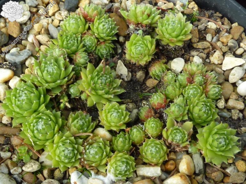 Green Smits
