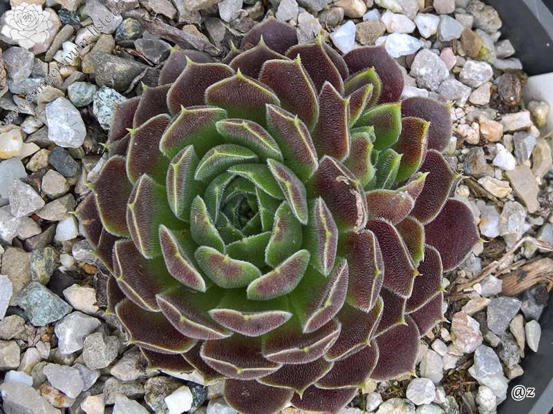 Palmira / Jovi