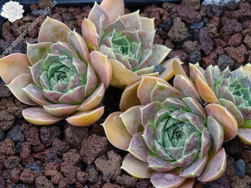 Green Horst Diehm / Jovi