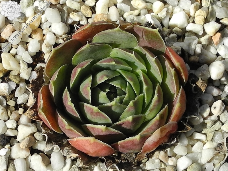 Green Horst Diehm / Jovi