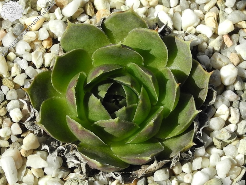 Green Horst Diehm / Jovi