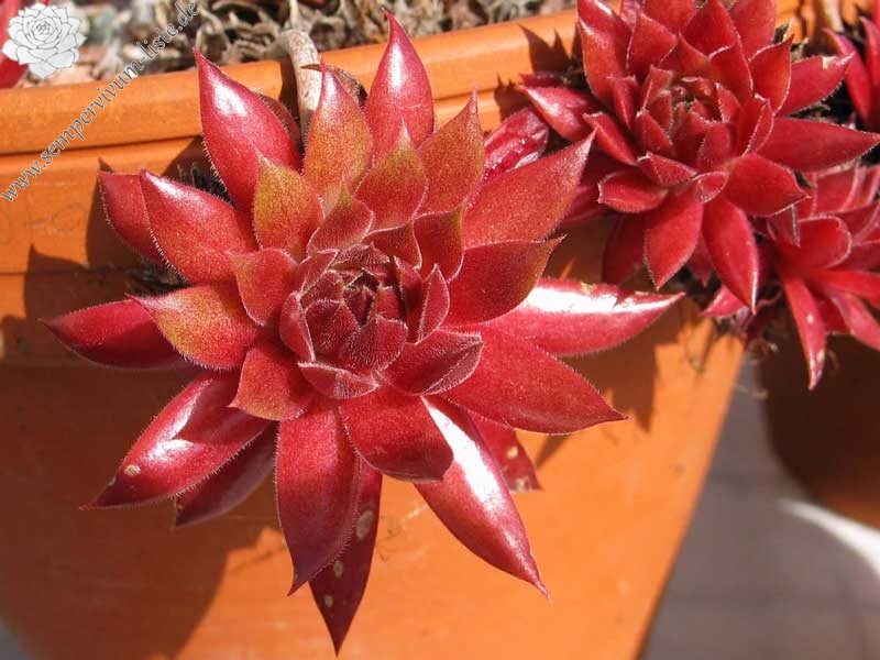 Pacific Blazing Star