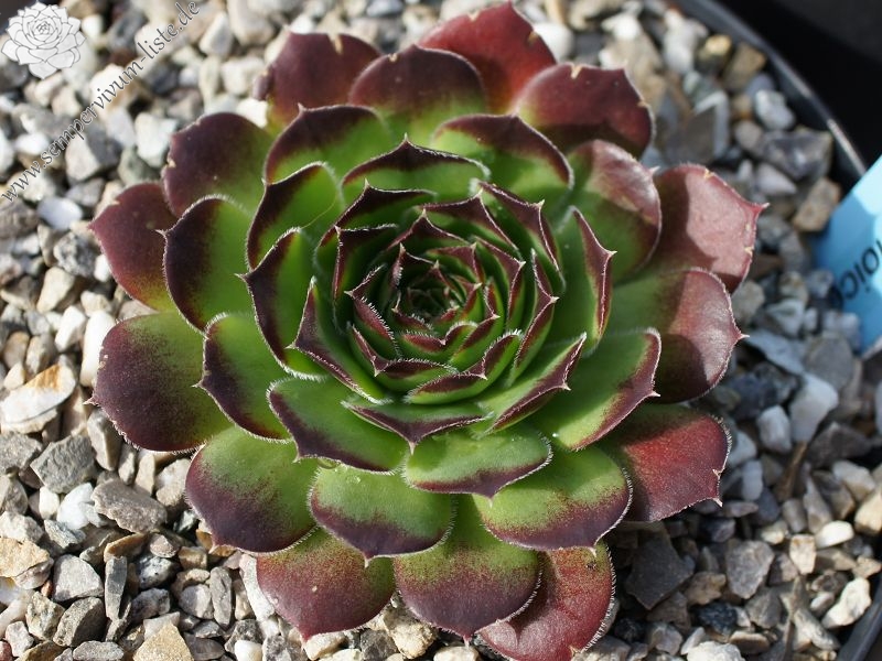 Springael's Choice / Jovi