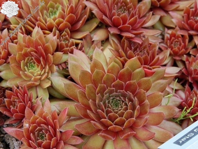 Pacific Blazing Star