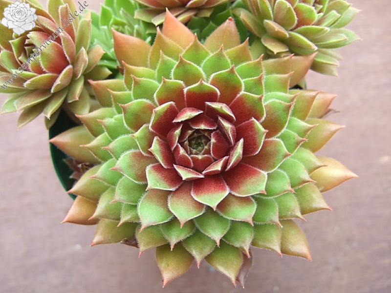 Pacific Blazing Star