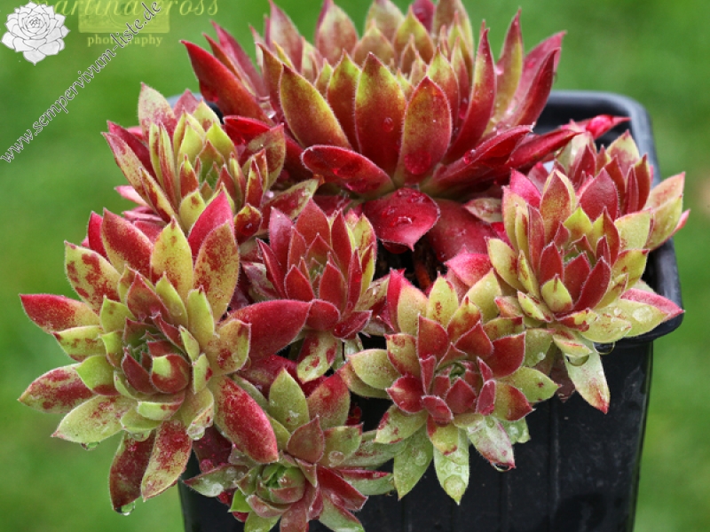 Pacific Blazing Star