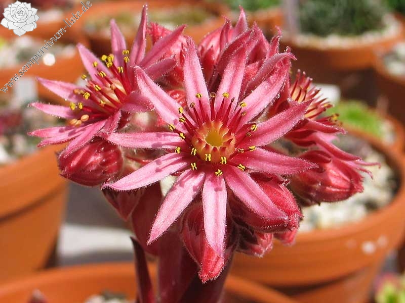Pacific Blazing Star