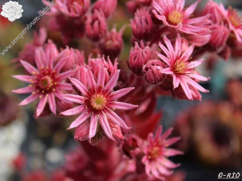 Pacific Blazing Star