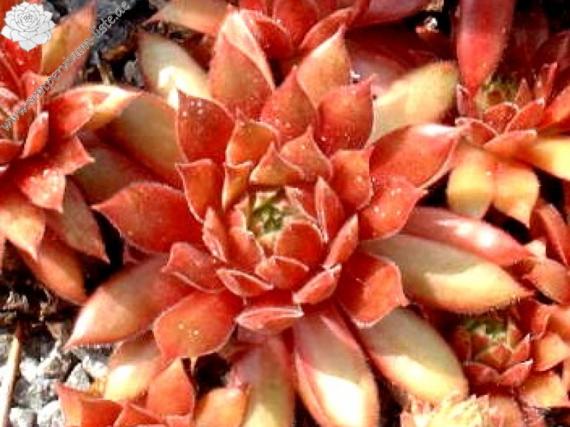 Pacific Blazing Star