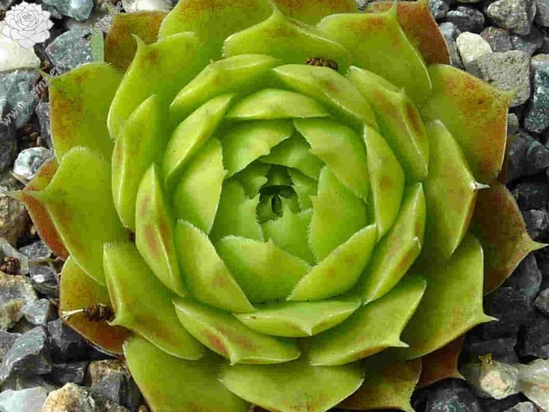 Groen Water / Jovi