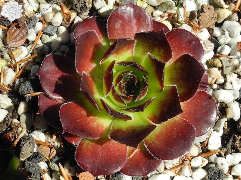 Springael's Choice / Jovi