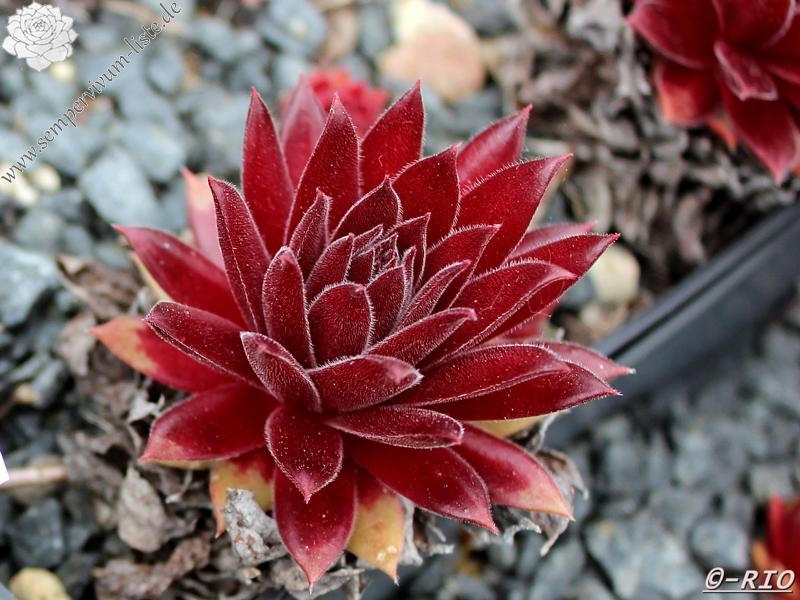 Pacific Blazing Star