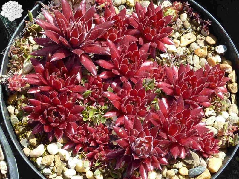 Pacific Blazing Star