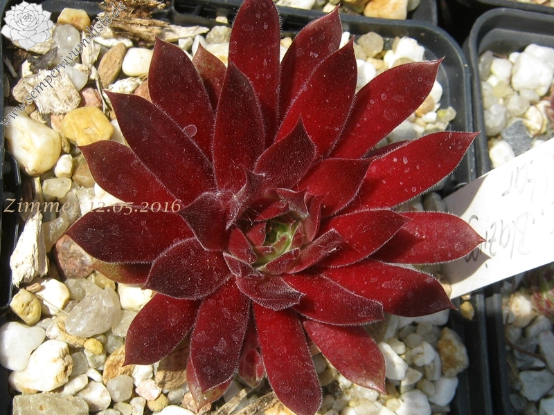 Pacific Blazing Star
