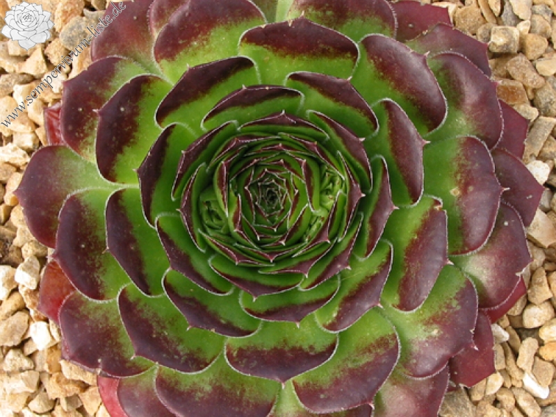 Springael's Choice / Jovi