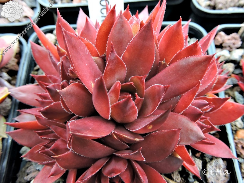 Shocking Pink