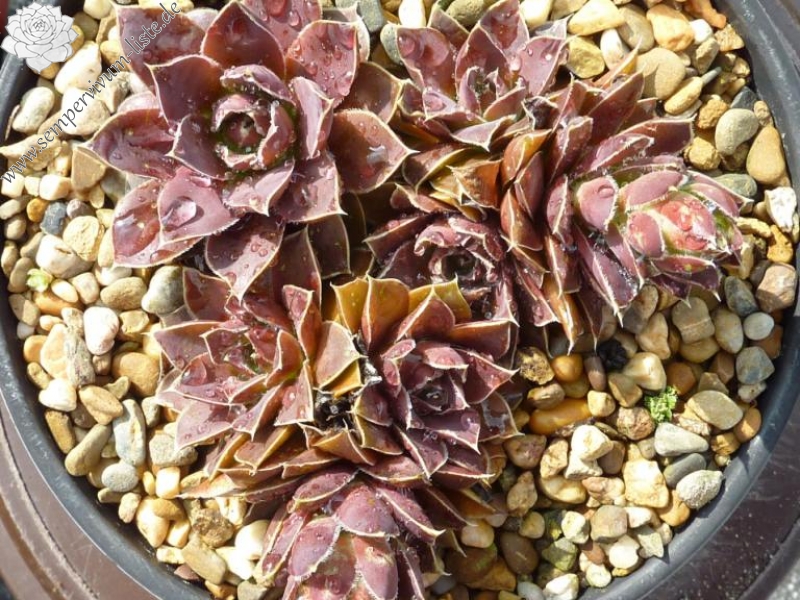 Parana-La Plata / Jovi