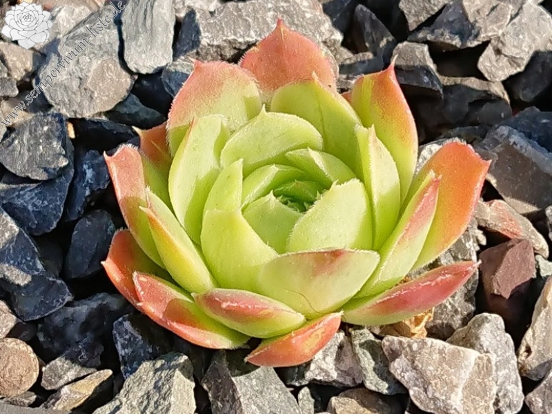 Golden Perronekin / Jovi