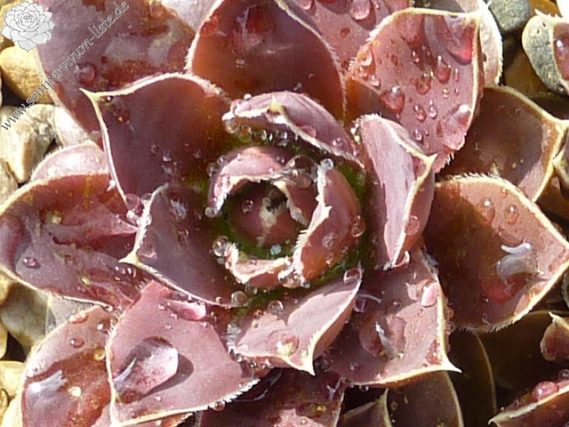 Parana-La Plata / Jovi