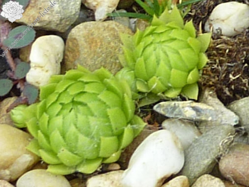 Groen / Jovi