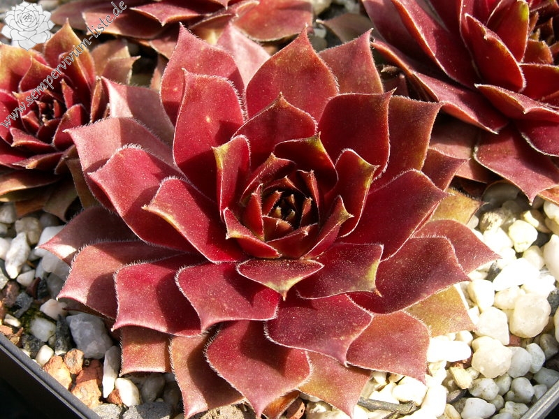 Skrocki's Purple Rose