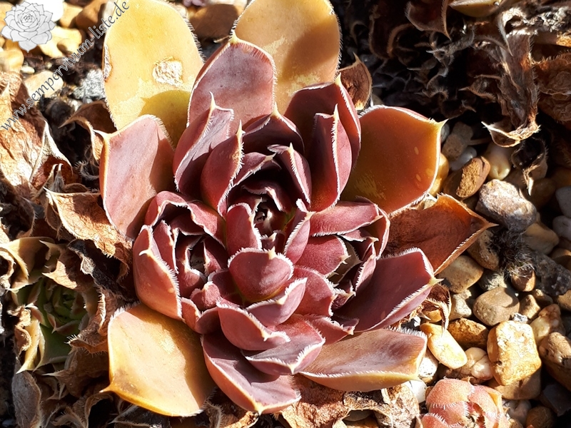 Parana-La Plata / Jovi