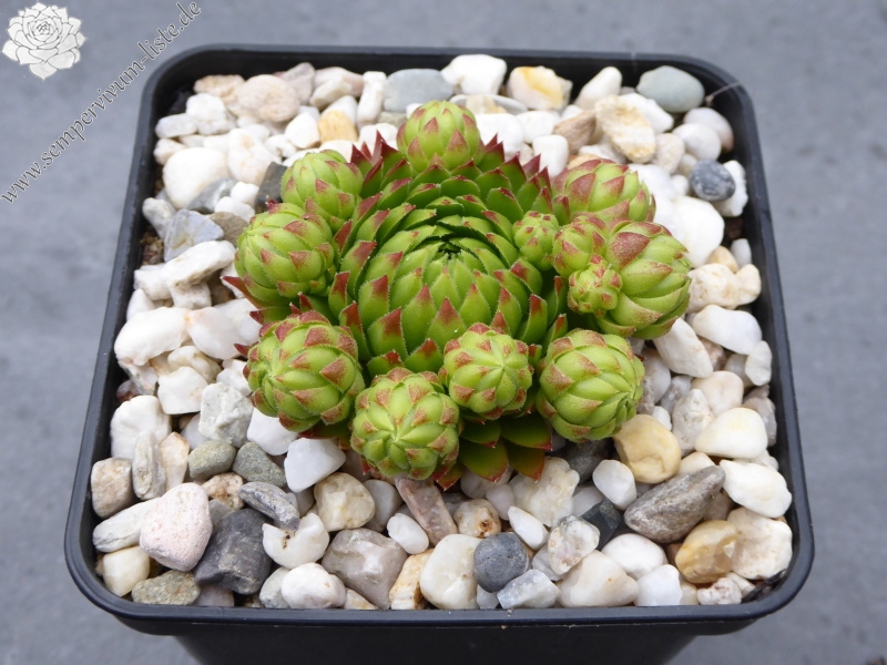 Gisela Völker / Jovi