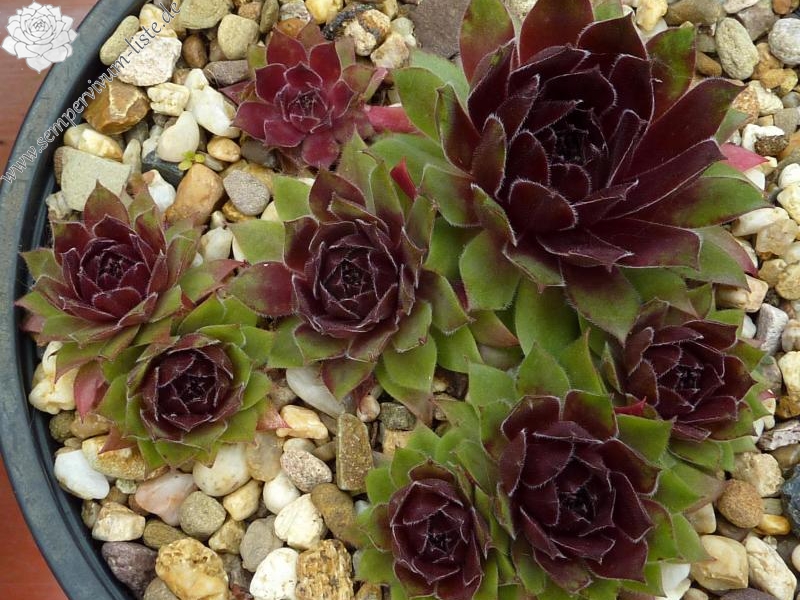 Skrocki's Purple Rose