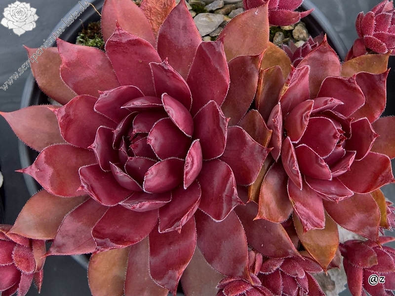 Shocking Pink