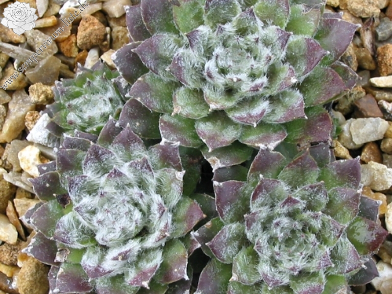 Silver Jubilée