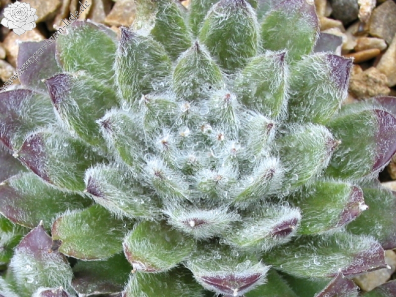 Silver Jubilée