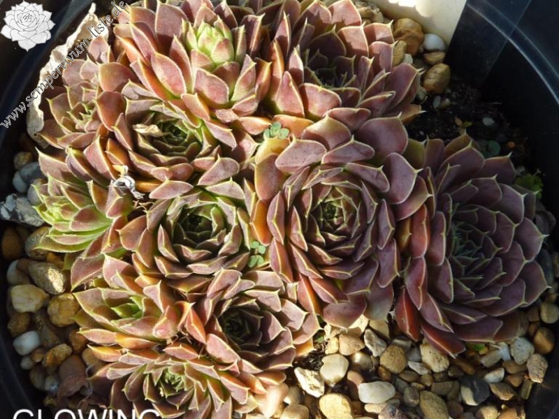 Glowing Light / Jovi