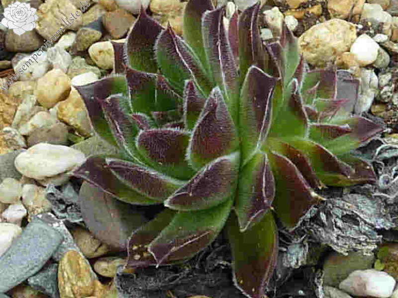 Green Grietkin / Jovi