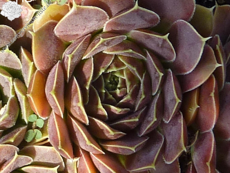 Glowing Light / Jovi