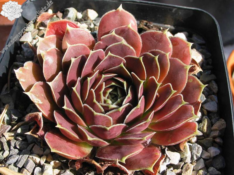 Toku's Marone / Jovi