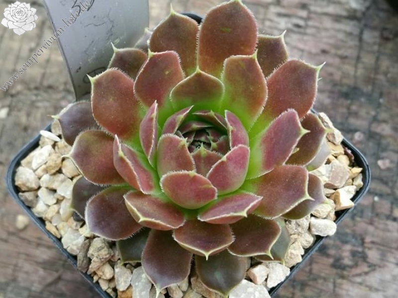 Gisela / Jovi