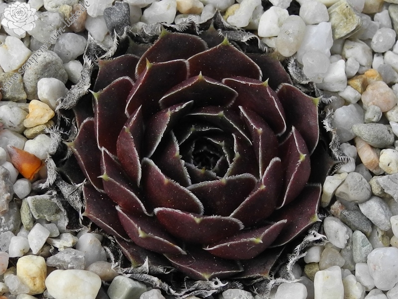 Grizzly / Jovi ( II )