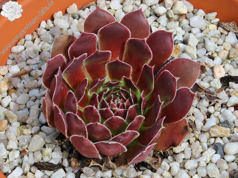 Spanische Flagge / Jovi