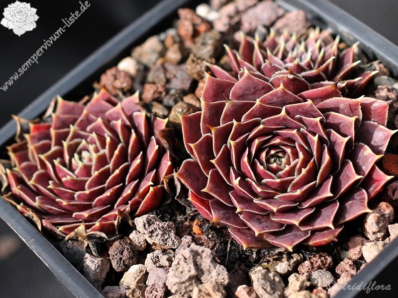 Raspberry Swirl / Jovi