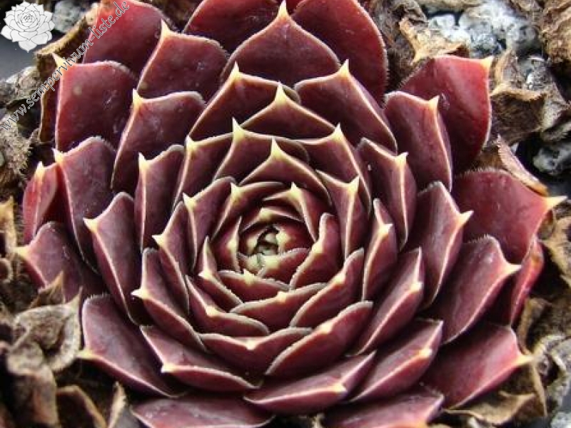 Raspberry Swirl / Jovi