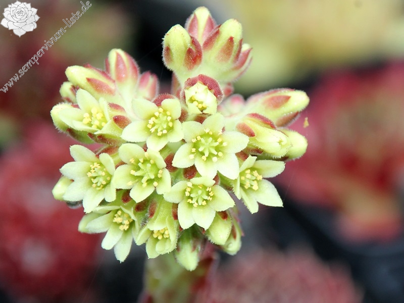 Raspberry Swirl / Jovi