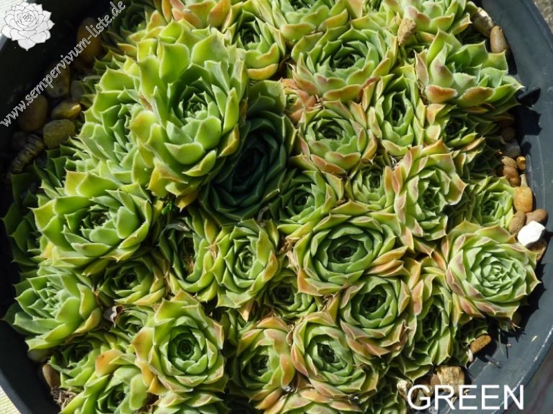 Green Appel / Jovi