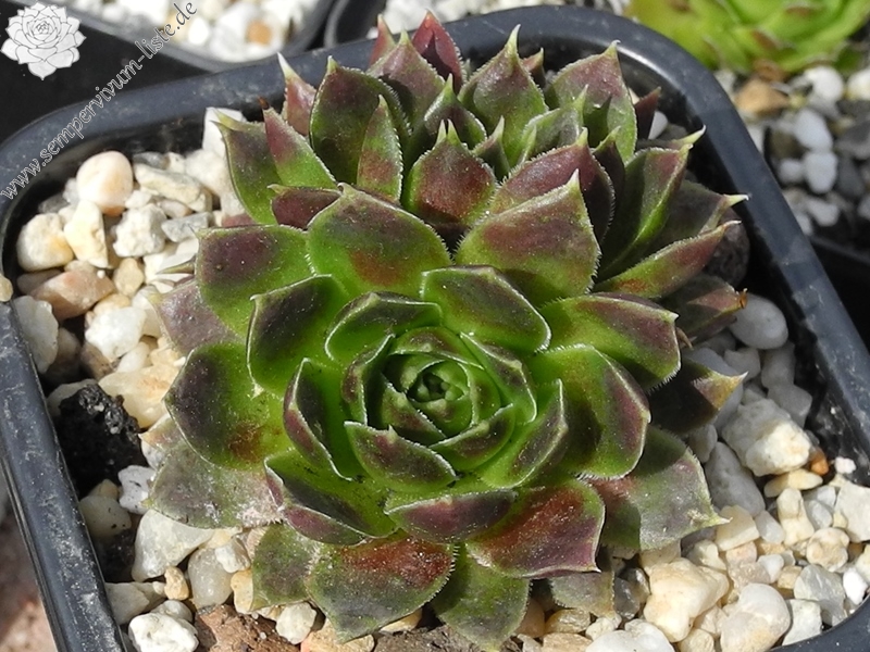 Raspberry Swirl / Jovi