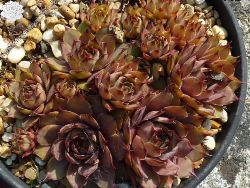 Tseret