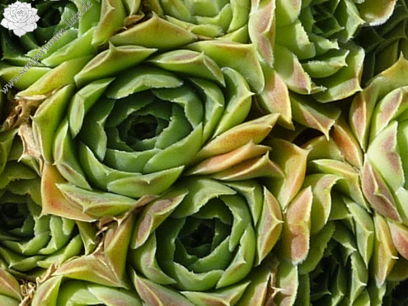 Green Appel / Jovi