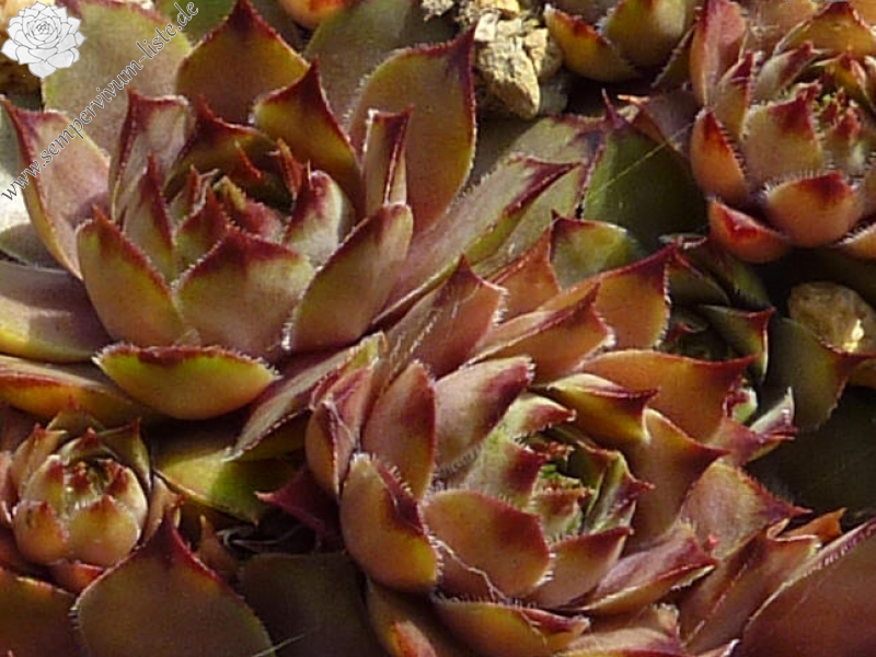 Tseret