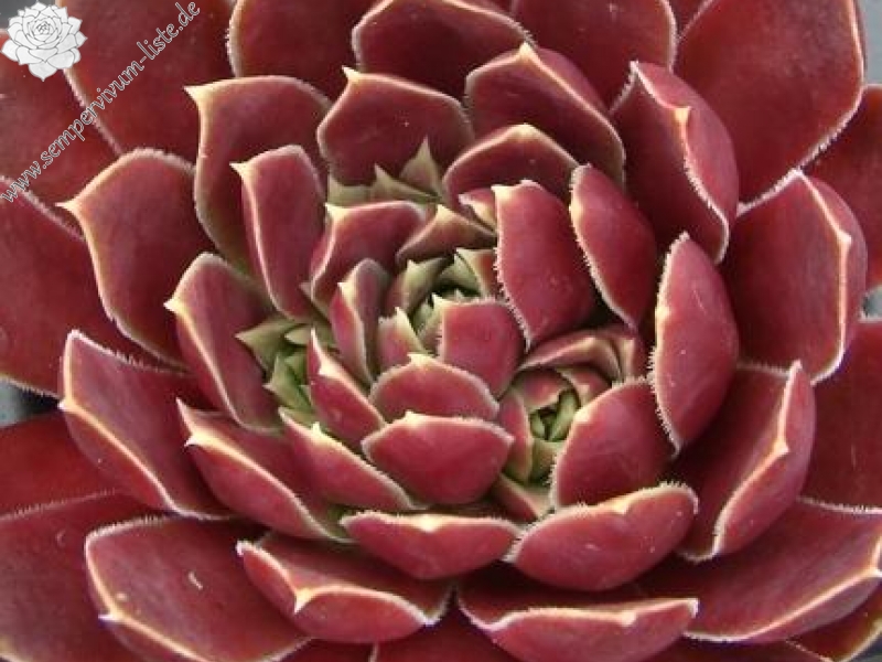 Raspberry Swirl / Jovi