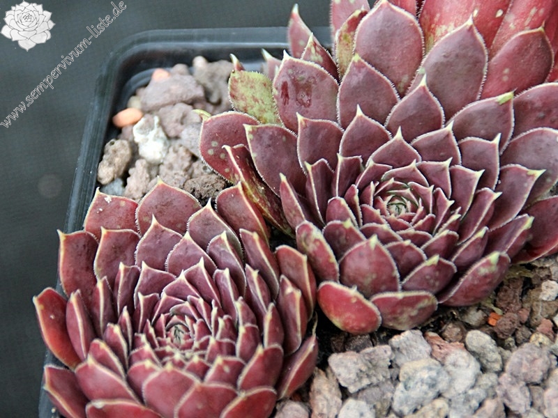 Raspberry Swirl / Jovi